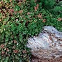 Image result for Sun Groundcovers