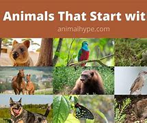 Image result for Animals Whose Names Start with Q