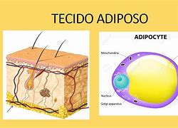 Image result for asiposo