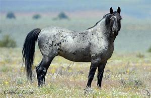 Image result for Blue Roan Appaloosa Horse