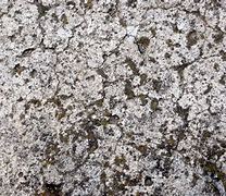 Image result for Rocky Moss Ground