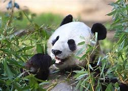 Image result for A Baby Panda Bear