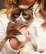 Image result for Frowning Kitten