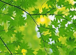 Image result for Green Leafs Lock Screen