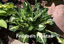 Hosta Twister に対する画像結果