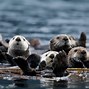 Image result for Otters Eat