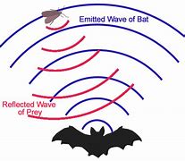 Image result for Wave Interference and Echolocation