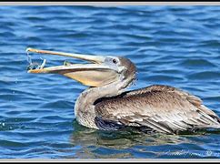 Image result for Brown Pelican Eating