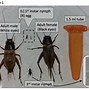 Image result for Cricket Insect Life Cycle