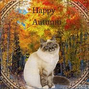 Image result for Happy Autumn Cat