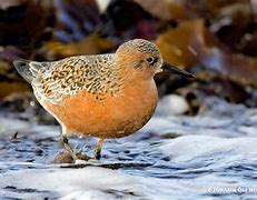 Image result for Calidris canutus