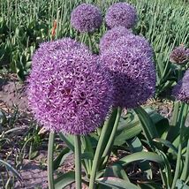 Image result for Allium Party Balloons