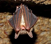 Image result for North American Cave Bat