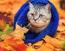 Image result for Fall Cat Wallpaper