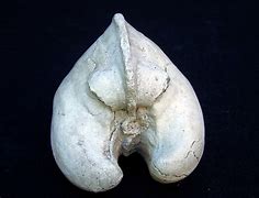 Image result for Fossolized Clam
