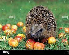 Image result for Hedgehog Eating Apple
