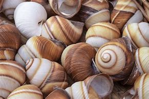 Image result for Clam Shell Crafts