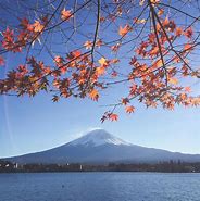 Image result for Mt. Fuji Cherry Blossom