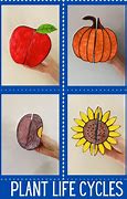 Image result for Plant Life Cycle Foldable