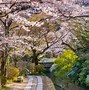 Image result for Yeouido Park Cherry Blossoms