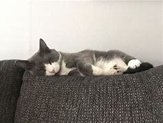 Image result for Gray and White Tuxedo Cats