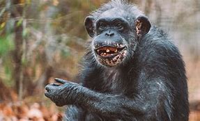 Image result for Chimpanzee