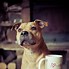 Image result for Funny Animals Coffee Cup
