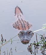 Image result for Gator Swimming with Human Body