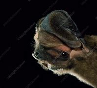 Image result for Western Mastiff Bat