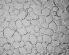 Image result for Apple Plant Cell