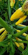 Image result for All Squash Plants