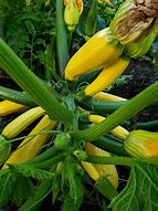 Image result for Squash Plants Growing