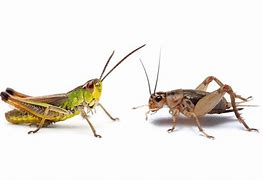 Image result for Grasshopper Verses Cricket