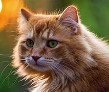 Image result for Cute Kittens Cat 4K Background