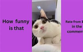 Image result for Poop Funny Cat Memes