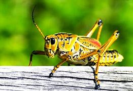 Image result for Loud Crickets Chirp