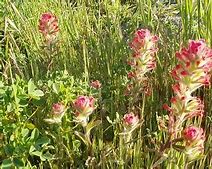 Image result for Stubby Paintbrush