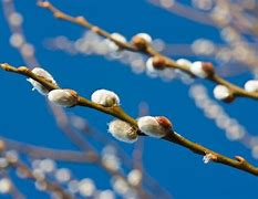 Image result for Pussy Willow Plant