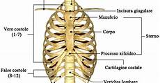 organi gabbia toracica sterno artificiale 人造胸骨 artificial sternum anatomia e organi gabbia toracica sterno artificiale 人造胸骨 artificial sternum anatomia e