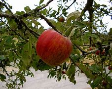 Image result for Jonathan Apple Tree Sapling