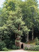 Image result for Garden Abstract S Culture Oak