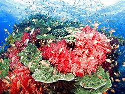 Image result for Wallpaper Underwater Atlantic Ocean