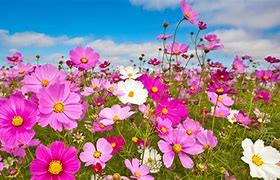 Image result for Front Lawn Cosmos Pink Flowers