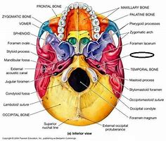 Image result for Carotid Anatomy Diagram