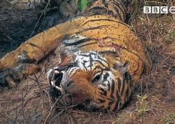 Image result for Tiger Death Small Pic