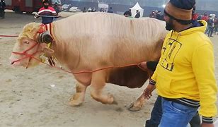 Image result for Biggest Buffalo in the World
