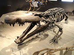 Image result for Biggest Ever Crocodile Extinct
