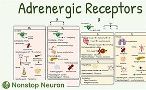 Image result for Adrenaline Receptors