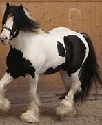 Image result for Celtic Horse Breeds