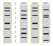 Image result for DNA Fingerprint Diagram